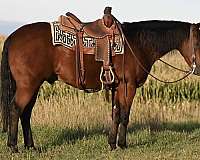 western-dressage-quarter-pony