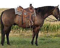 athletic-quarter-horse