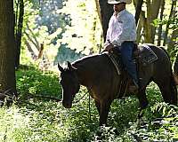 ranch-quarter-horse