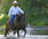 ranch-work-quarter-horse