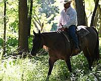 ranch-versatility-quarter-horse