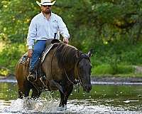 ridden-western-quarter-horse