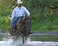 reined-cow-quarter-horse