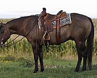 western-riding-quarter-horse