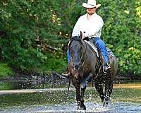 trail-riding-quarter-horse