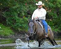 western-dressage-quarter-horse