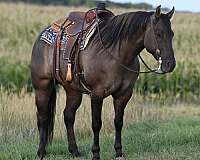 working-cattle-quarter-horse