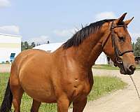dressage-warmblood-horse