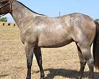 bay-roan-aqha-filly-yearling