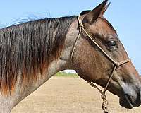 15-hand-quarter-horse-mare