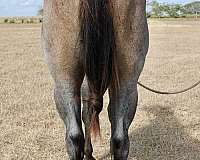 15-hand-mare
