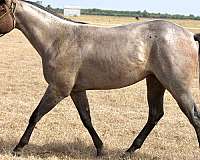 aqha-quarter-horse-mare