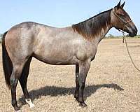 started-under-saddle-filly-yearling
