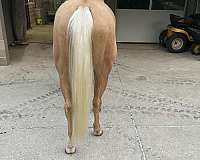 ranch-palomino-horse