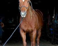 ranch-versati-horse