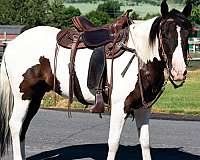 lessons-pony-gelding