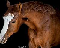 beautiful-mover-paint-horse