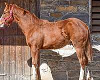 champion-paint-horse