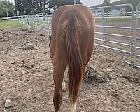 female-paint-horse