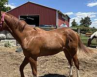 foal-paint-horse