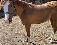 female-paint-horse