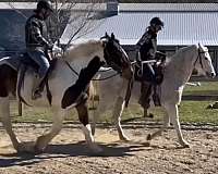 field-trial-draft-horse
