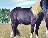 balanced-gypsy-vanner-horse
