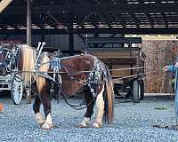easy-to-drive-gypsy-vanner-horse