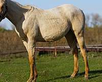 montleon-quarter-horse