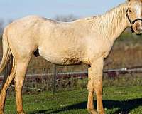 montleon-horse
