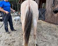 big-boy-fjord-pony