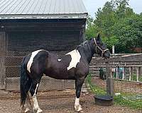 black-white-mare-draft-horse