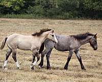 flashy-gypsy-vanner-horse