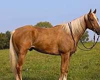 big-boned-palomino-horse