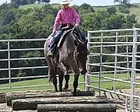 bay-roan-all-around-horse
