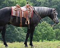 grey-equitation-horse