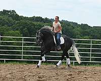 grey-dressage-horse