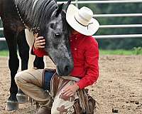 grey-husband-safe-horse