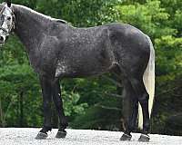 grey-jumper-horse