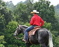 grey-ranch-work-horse