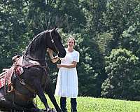 black-dressage-horse