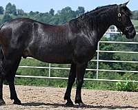 black-lesson-horse