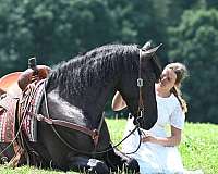 black-mounted-patrol-horse