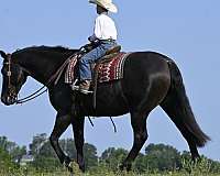 black-performance-horse