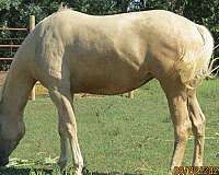 deposit-appendix-horse