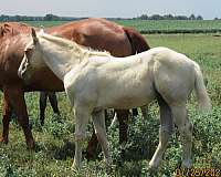 freckles-appendix-horse