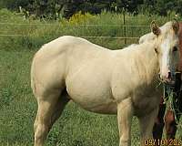 greats-appendix-horse