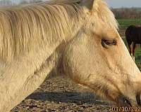 halters-appendix-horse