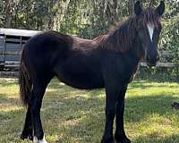 black-stripe-one-white-hind-pastern-pony