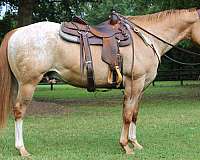 barrel-racing-appaloosa-horse
